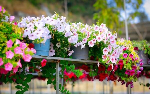 The Lucky Stars petunia seeds indoor germination setup guidance for healthy transplants.