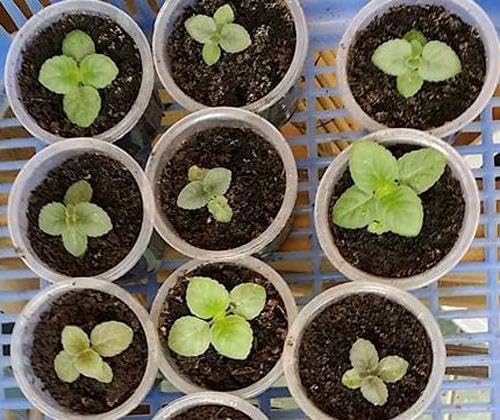 The Lucky Stars petunia seeds outdoor transplant after frost for vibrant color.
