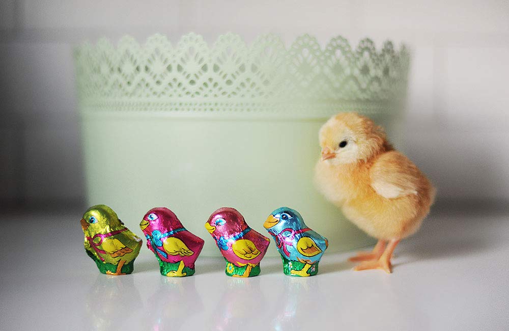 The Madeleine Chocolate Company Easter chick candies packaging