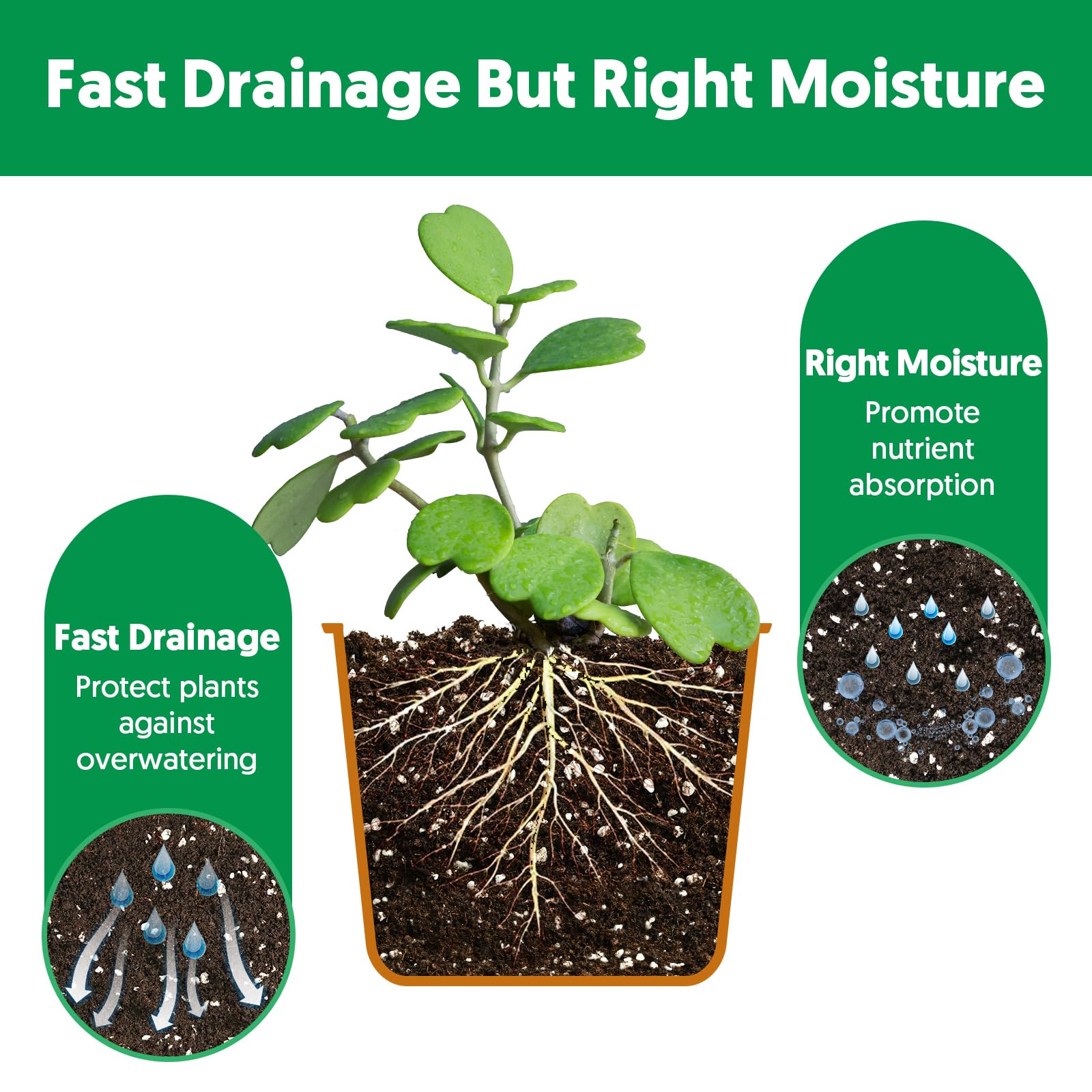 The Next Gardener peat moss-perlite ratio fosters airy roots and resilient young plants.