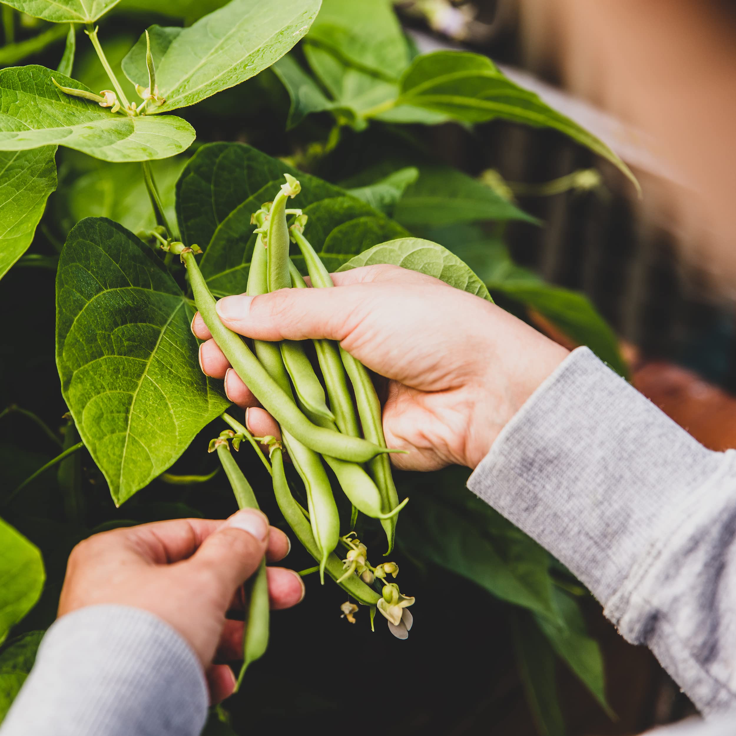 The Old Farmer's Almanac Blue Lake heirloom beans in hand for fresh meals