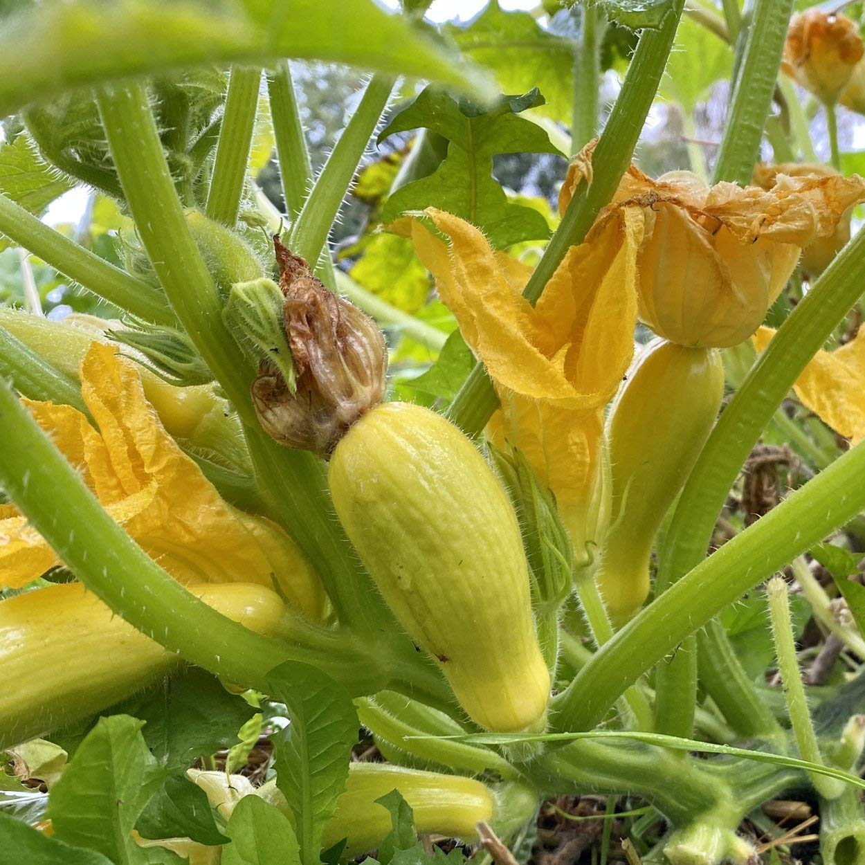 The Old Farmer's Almanac open-pollinated seeds promote sturdy, bushy plants and steady fruit.