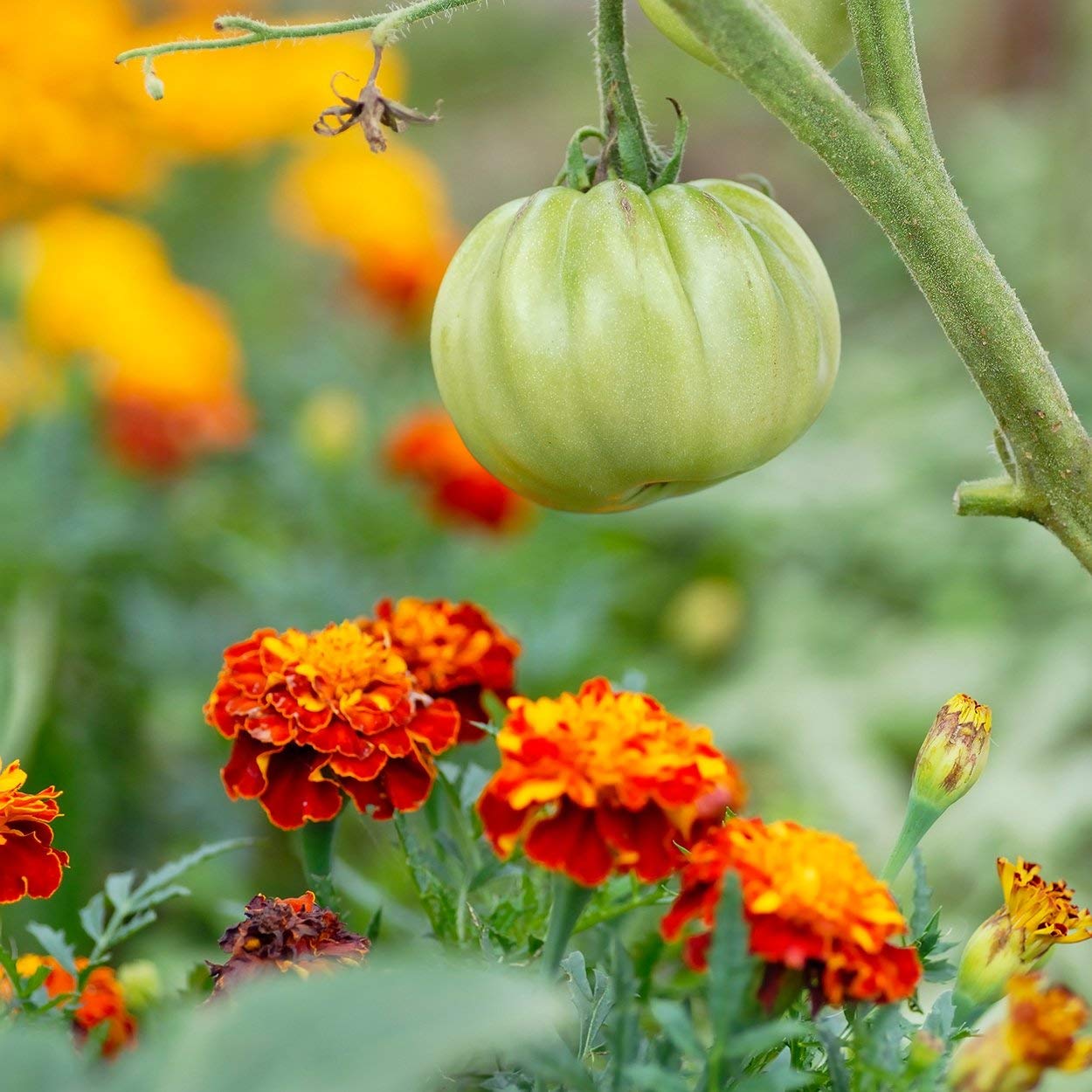 The Old Farmer's Almanac Petite Marigolds dried flowers offer lasting color.