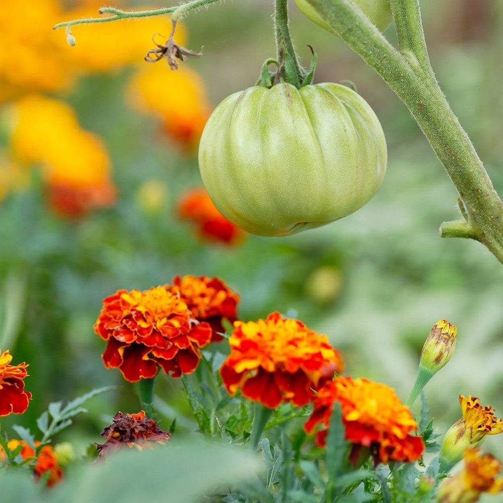 The Old Farmer's Almanac Petite Marigolds dried flowers offer lasting color.