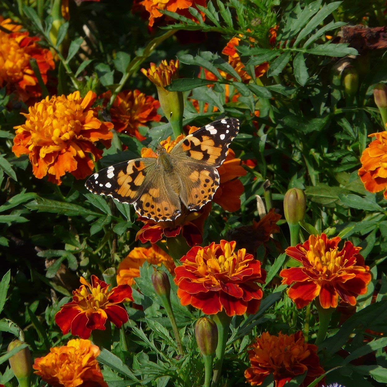 The Old Farmer's Almanac Petite Marigolds harvest seeds for future plantings.