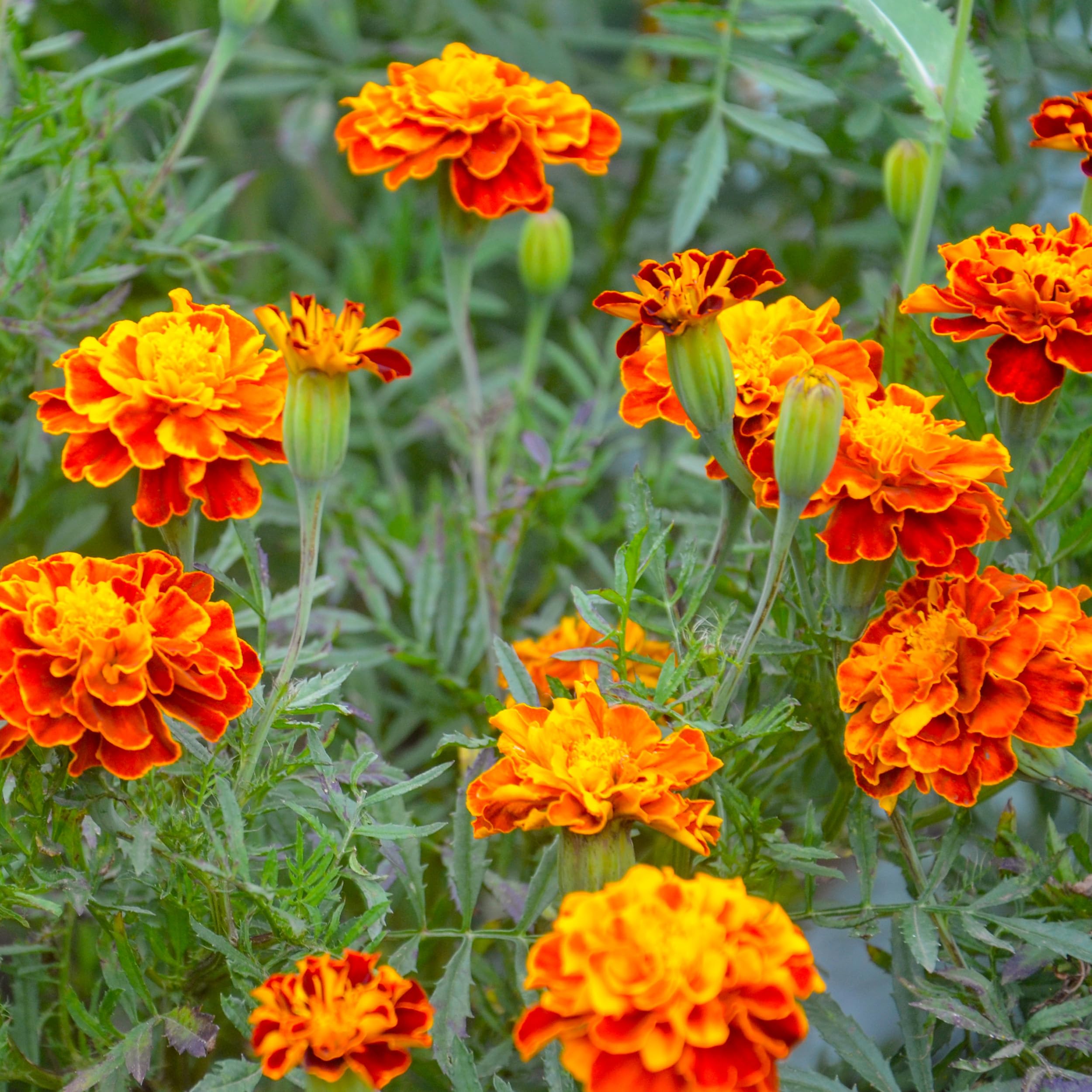 The Old Farmer's Almanac Petite Marigolds pollinator-friendly blooms attract bees.
