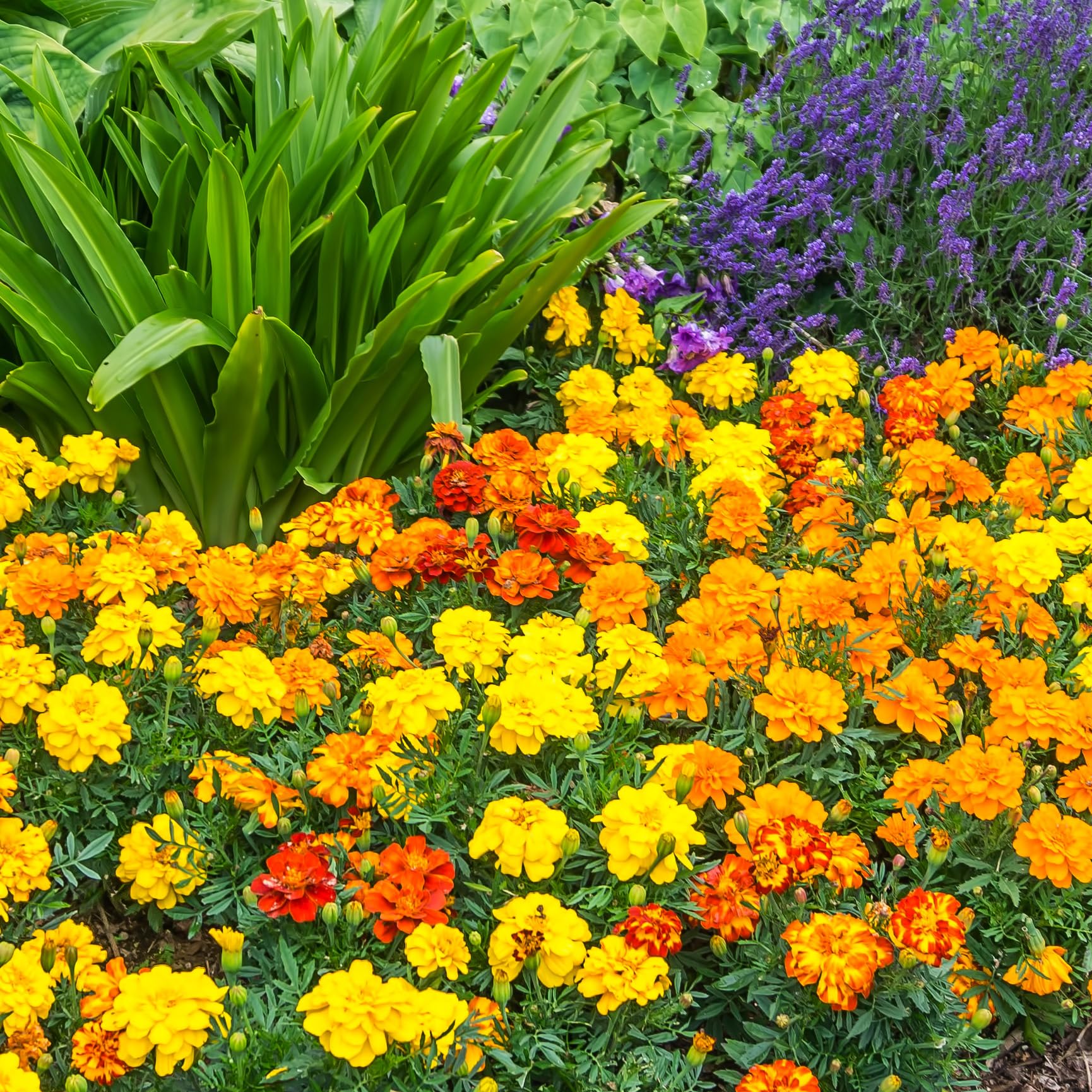 The Old Farmer's Almanac Petite Marigolds USA-origin seeds support local gardens.