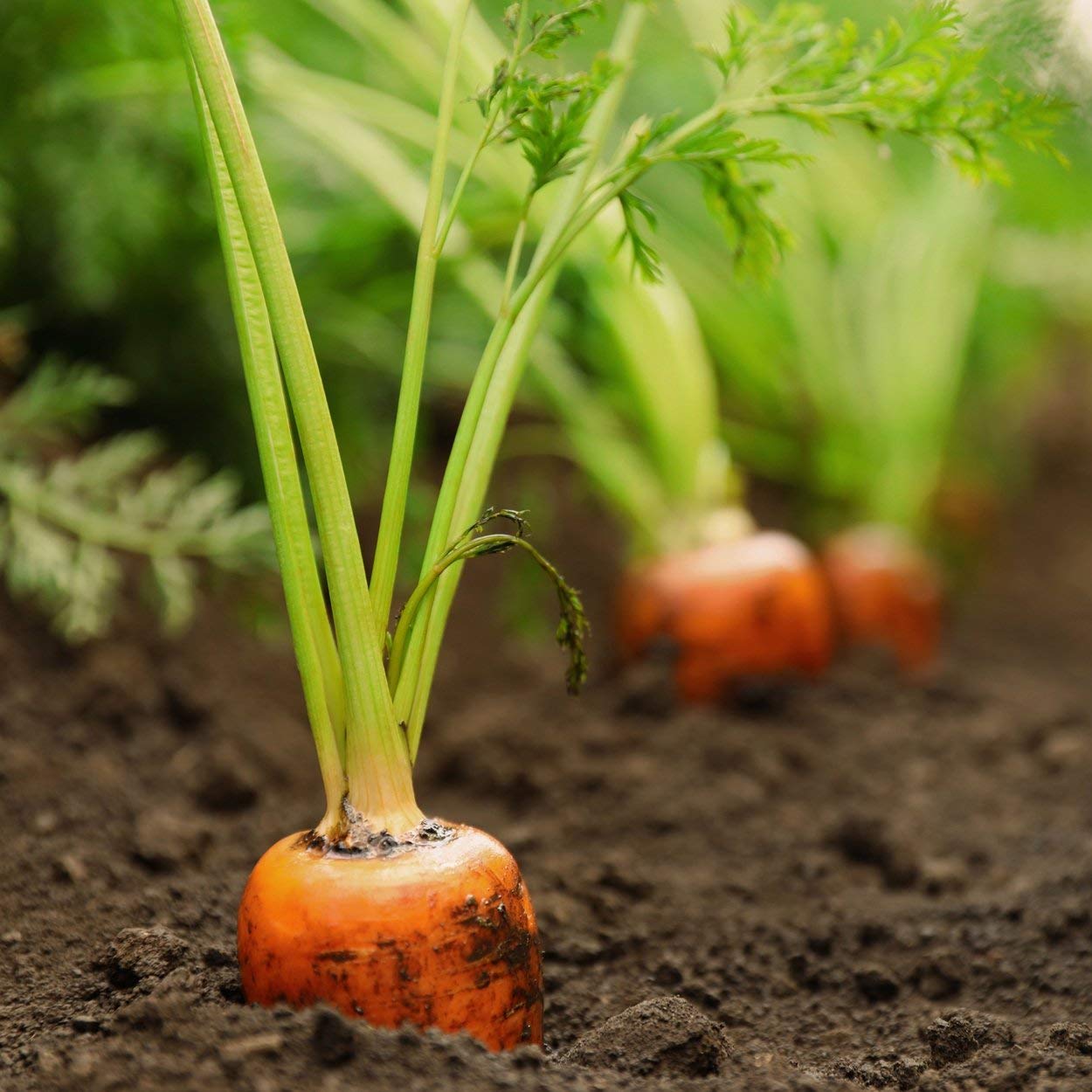 The Old Farmer's Almanac guidelines help grow garden-ready carrots