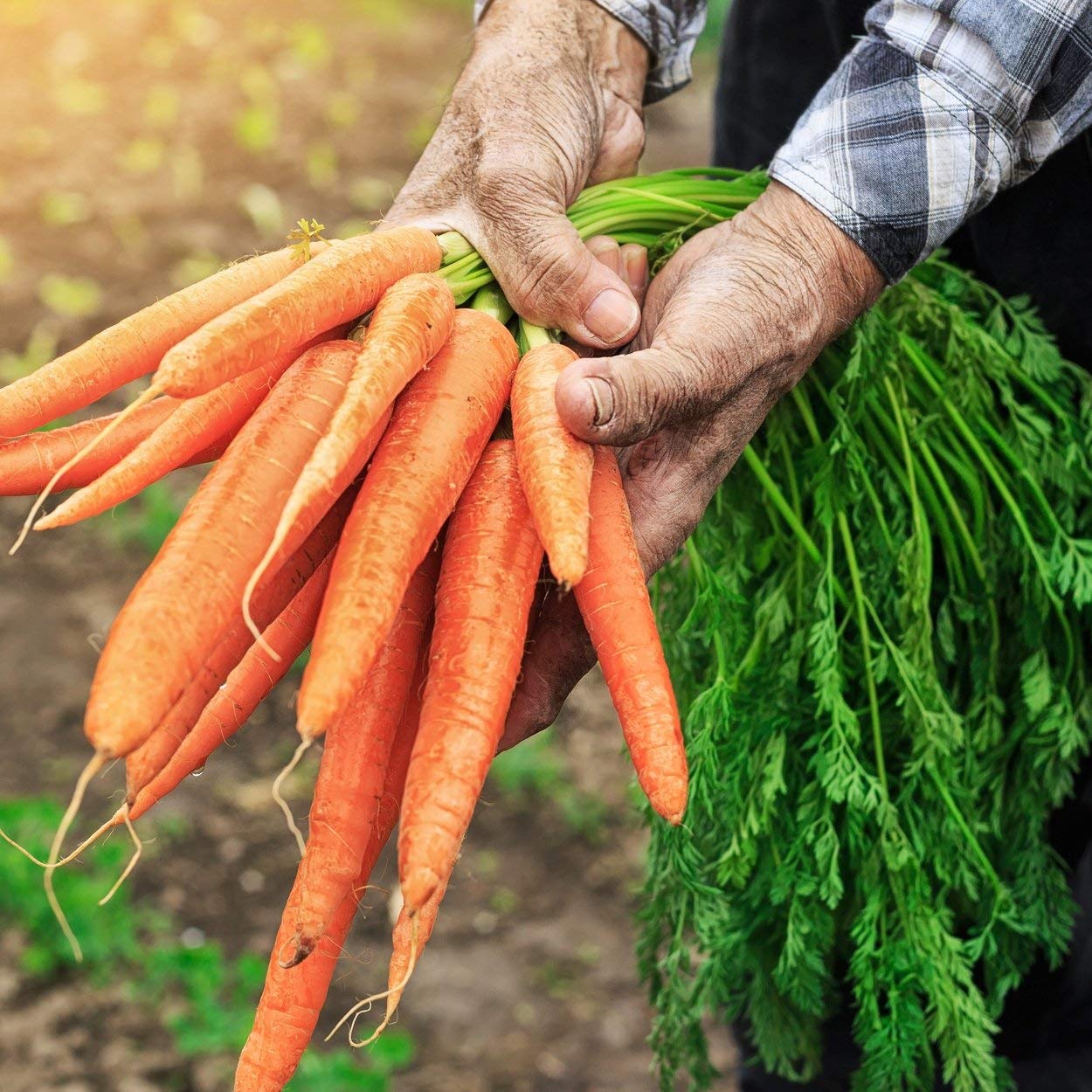The Old Farmer's Almanac carrots ready for cooking, canning, or juicing