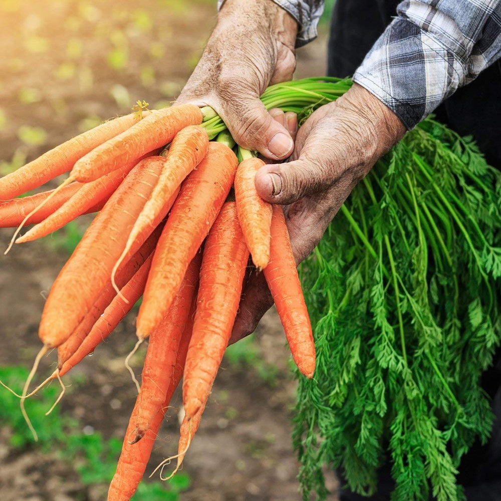 The Old Farmer's Almanac carrots ready for cooking, canning, or juicing