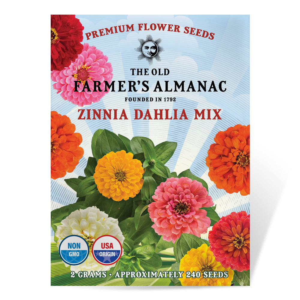 The Old Farmer's Almanac zinnia-dahlia-mix bloom close-up for vibrant borders.