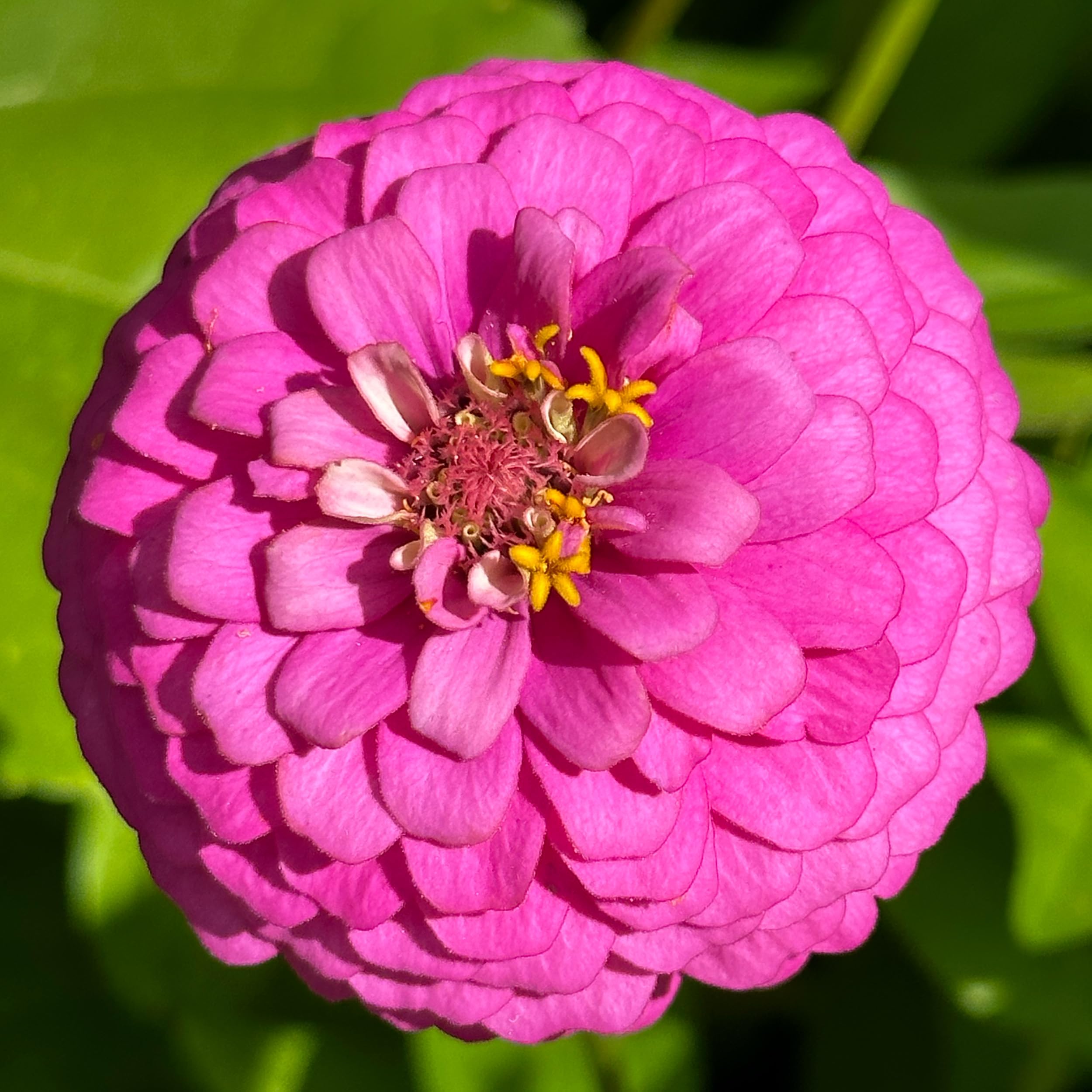 The Old Farmer's Almanac zinnia-dahlia-mix germination-friendly packaging supports healthy sprouting.