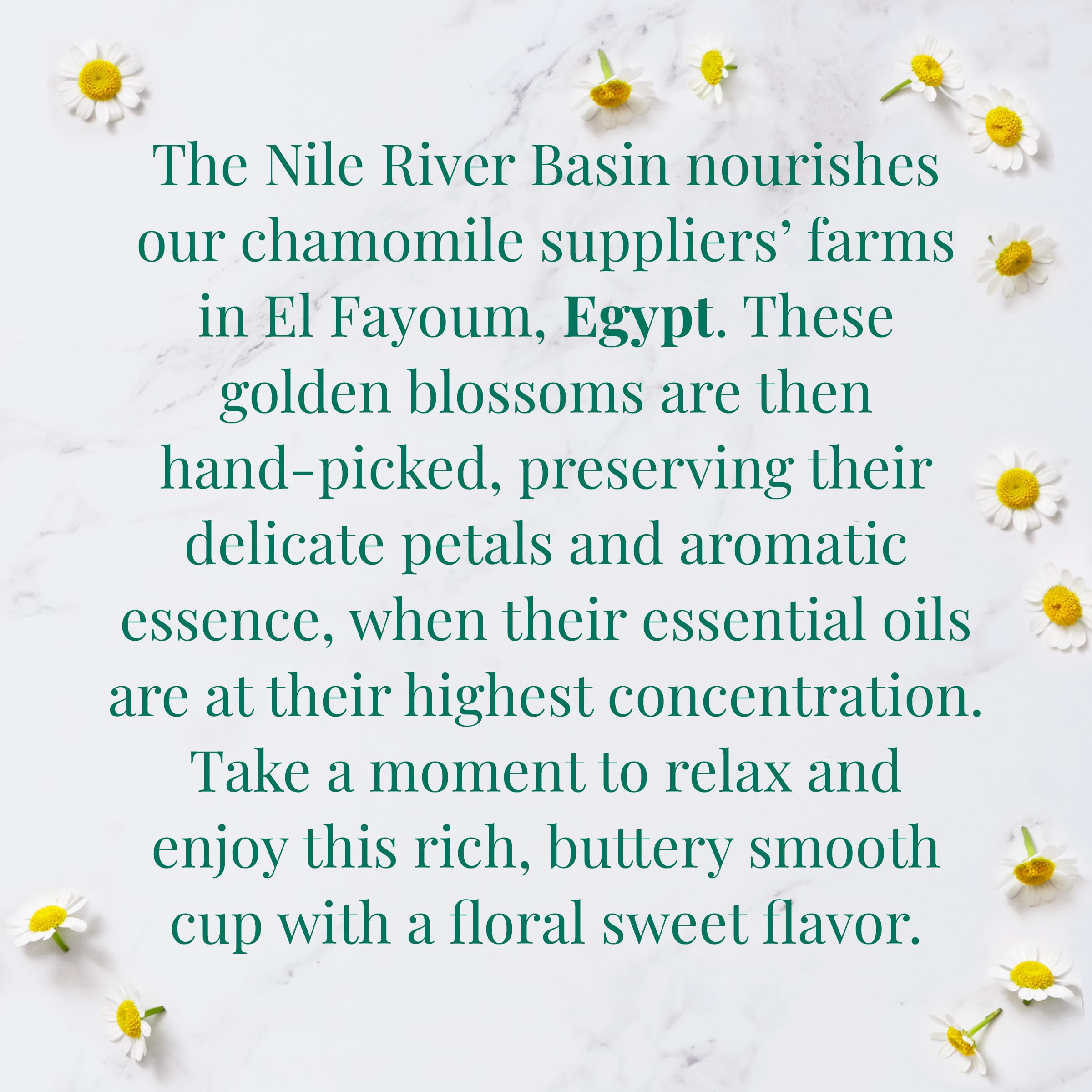 Warm cup of Egyptian Chamomile tea inviting relaxation.