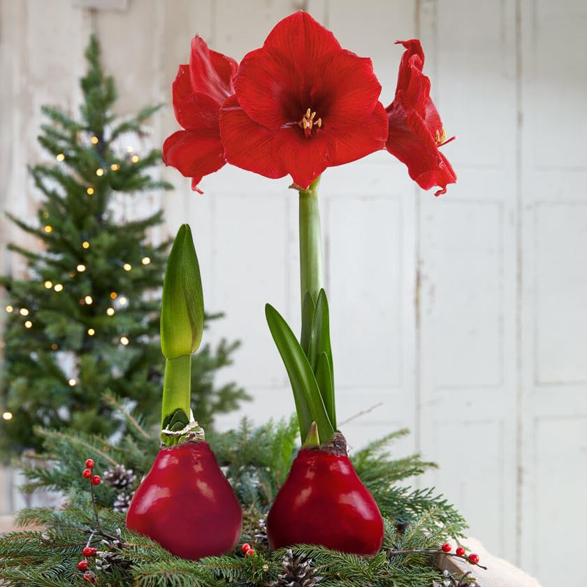 The Three Company waxed amaryllis red bloom setup adds cozy winter vibe.