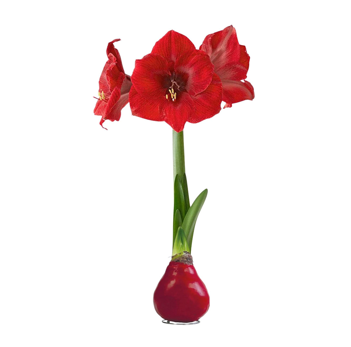 The Three Company waxed amaryllis red wax bloom on display brightening holiday decor.