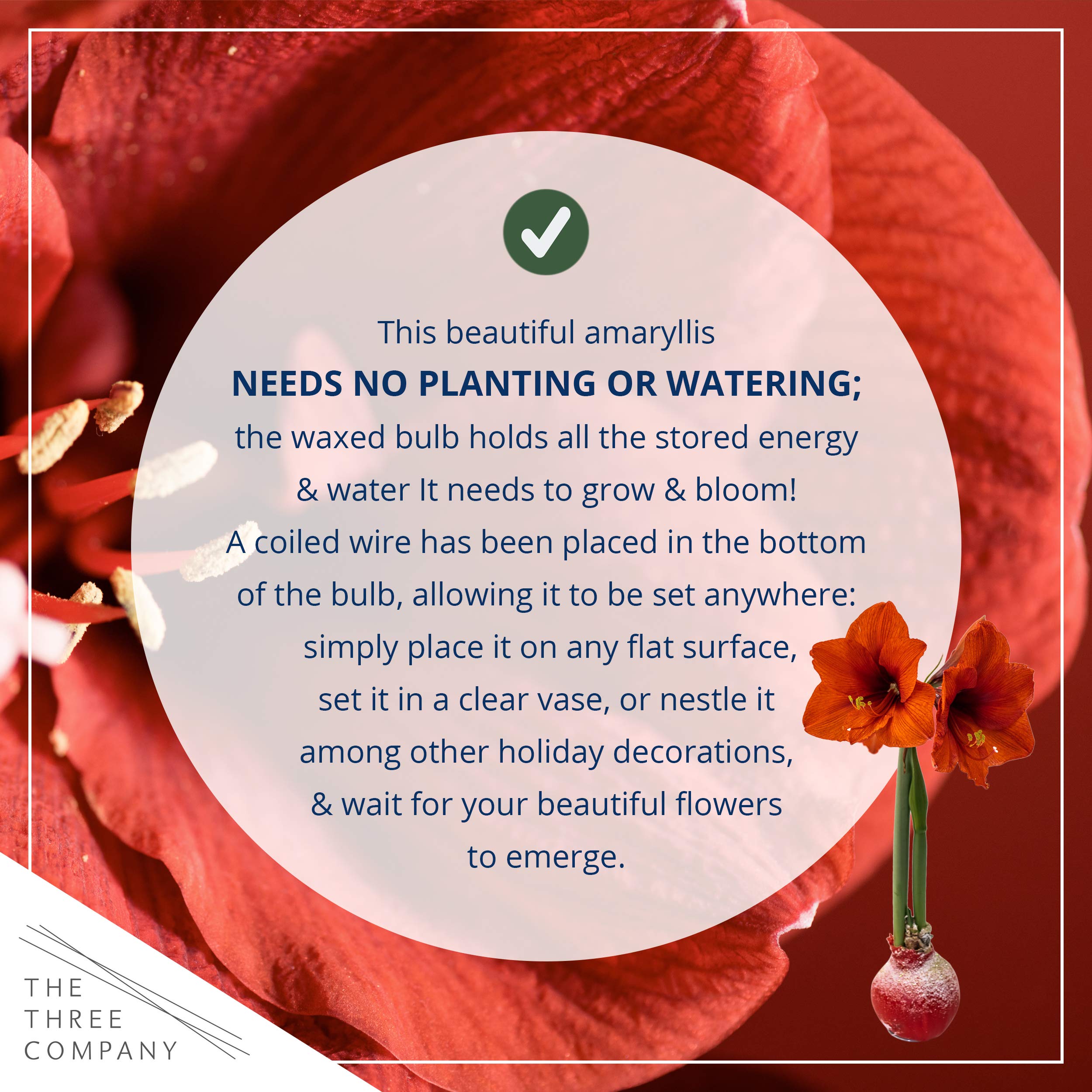 The Three Company waxed amaryllis red bloom in sunlit room for festive ambiance.