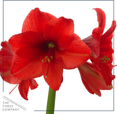 The Three Company waxed amaryllis red wax bulb closeup highlighting vibrant blooms.
