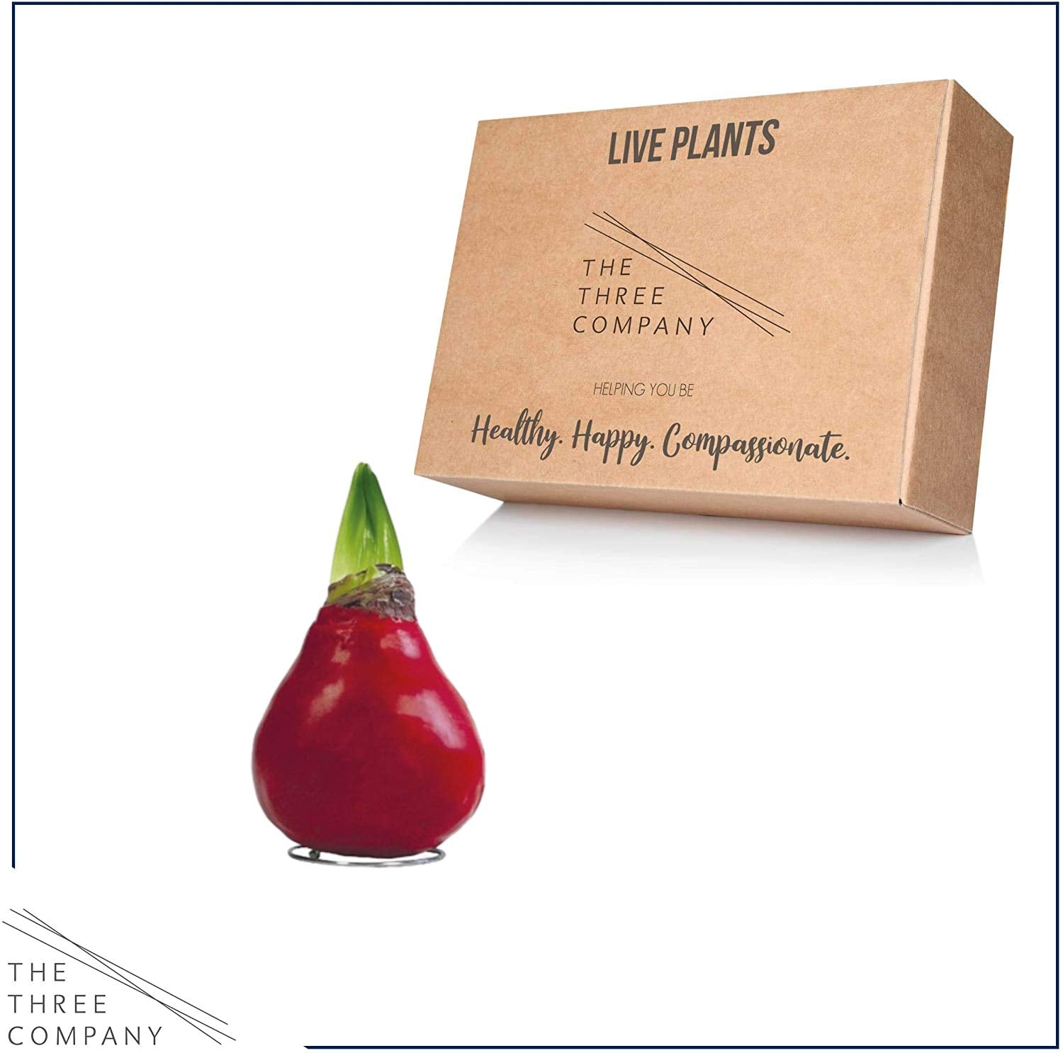 The Three Company waxed amaryllis red wax bulb demonstrates low maintenance with water-free display.