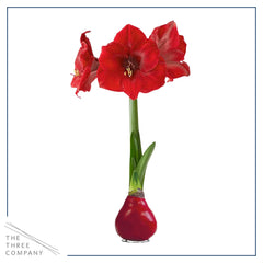 The Three Company waxed amaryllis red wax bulb ready for gifting and table decor.