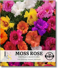 The Lucky Stars Moss Rose bloom closeup highlighting vivid petals and eye-catching blooms.