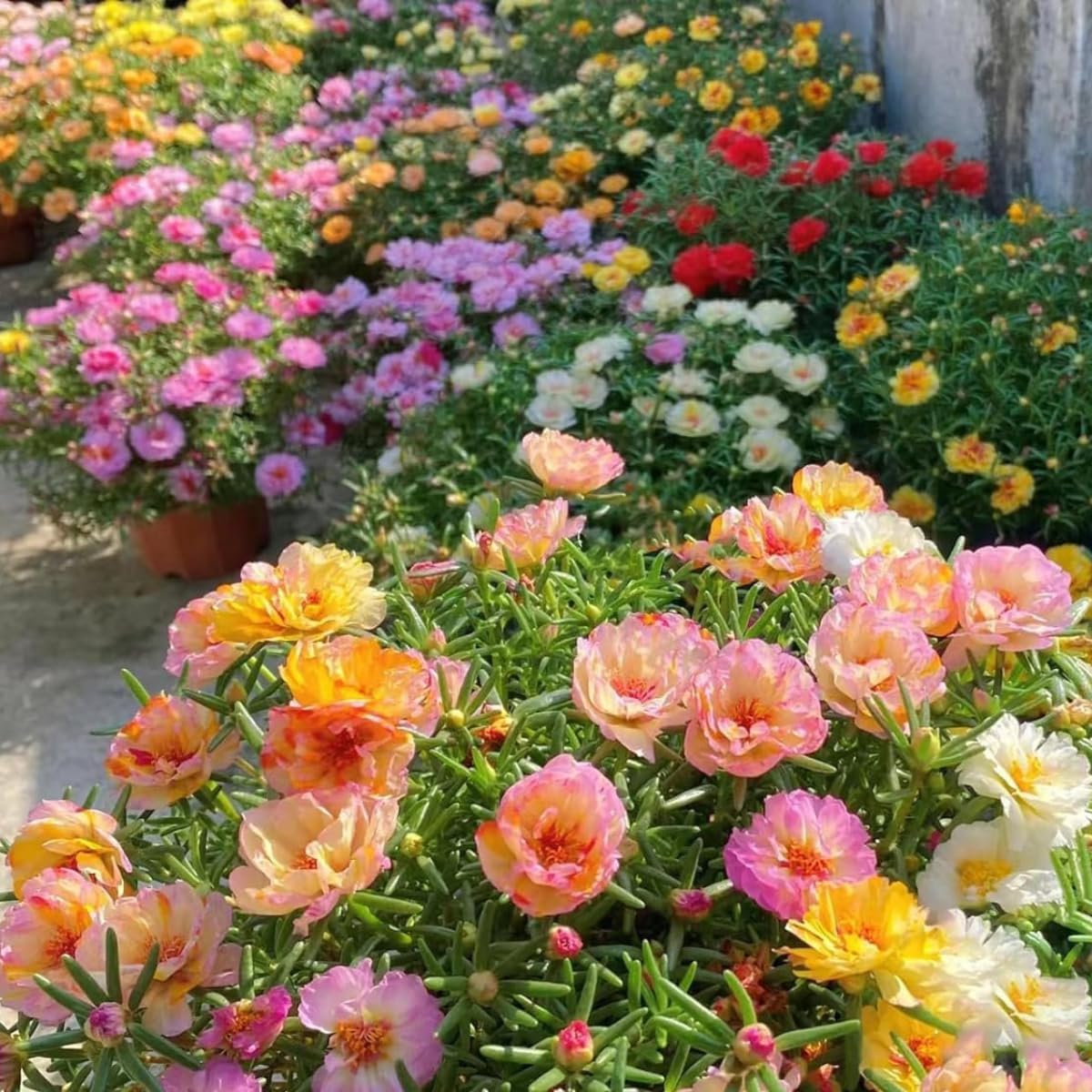 The Lucky Stars Moss Rose border planting image emphasizing easy border accents in sunny beds.