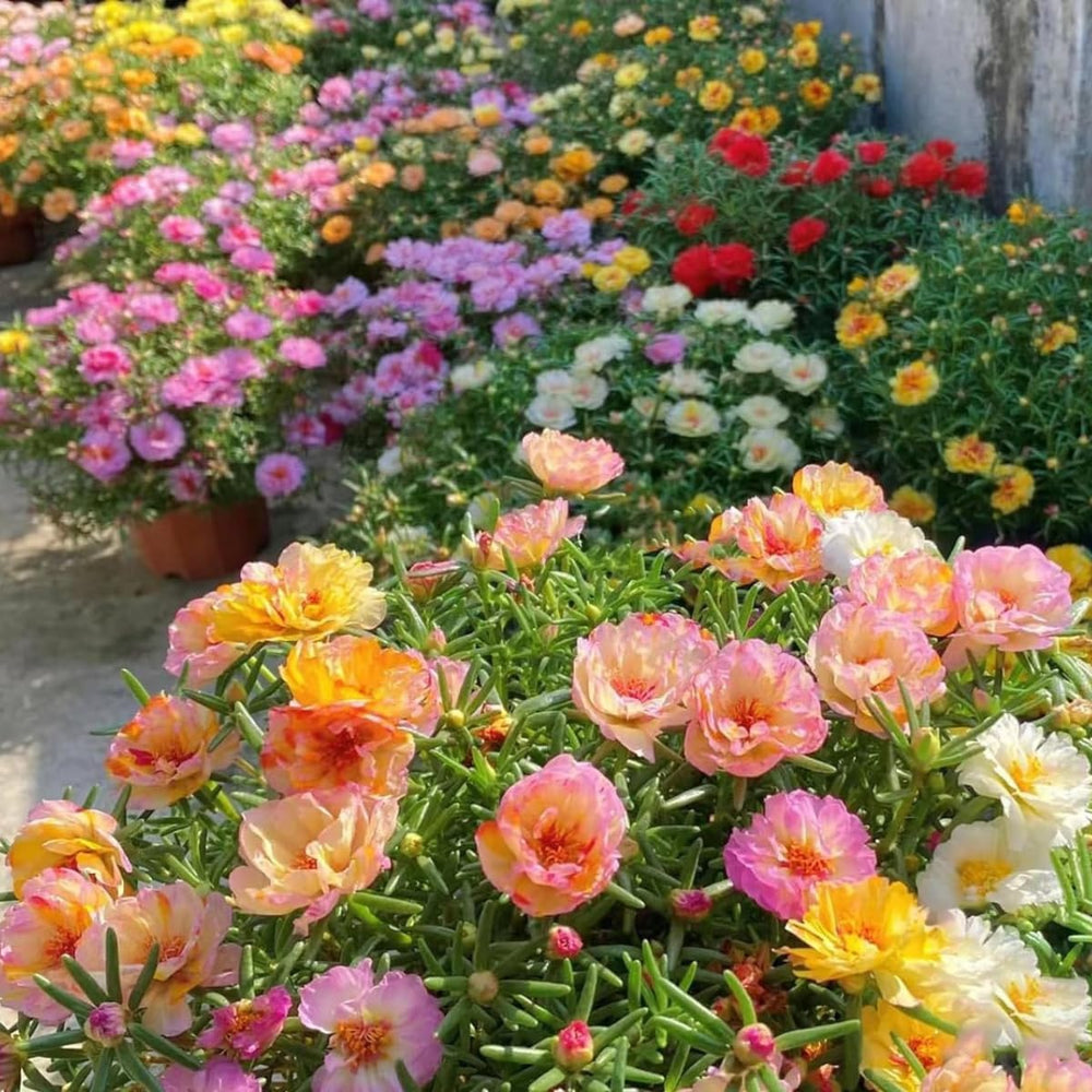 The Lucky Stars Moss Rose border planting image emphasizing easy border accents in sunny beds.
