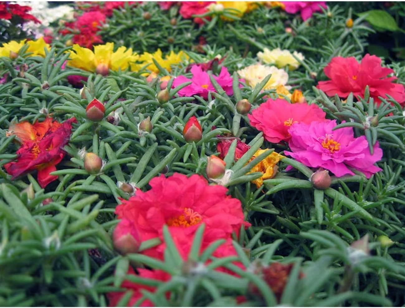 The Lucky Stars Moss Rose container display featuring quick color in pots and baskets.