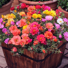 The Lucky Stars Moss Rose seeds packet showing vibrant color options for sunny borders.