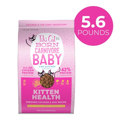 Tiki Cat Born Carnivore Baby kitten eating demonstrates meat-first formula for growing cats.