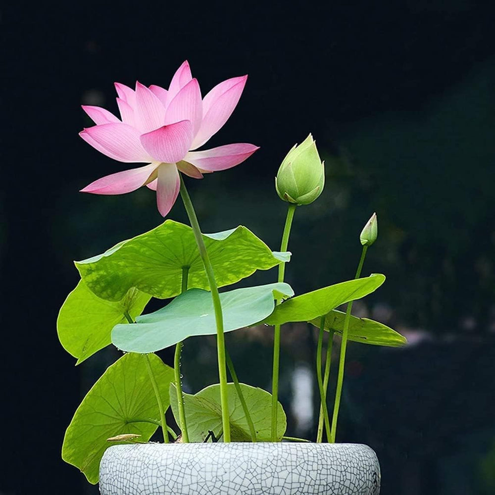 TLSSCO lotus seeds for indoor bonsai style display and greenery
