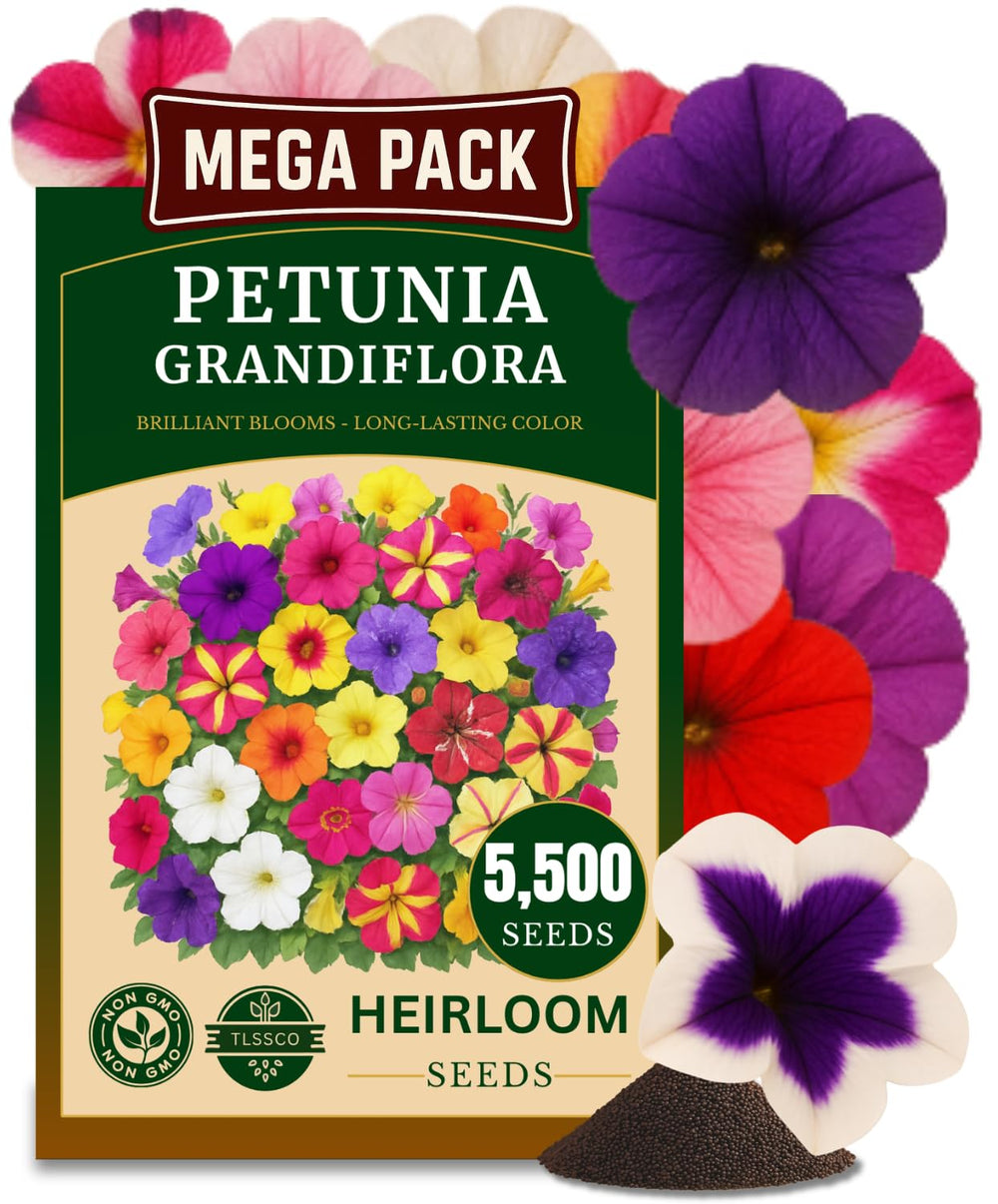 TLSSCO Petunia Seeds rainbow dwarf mix bloom for vibrant container color.