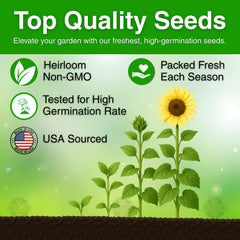TLSSCO sunflower seeds planted in soil outdoors for lush blooms.