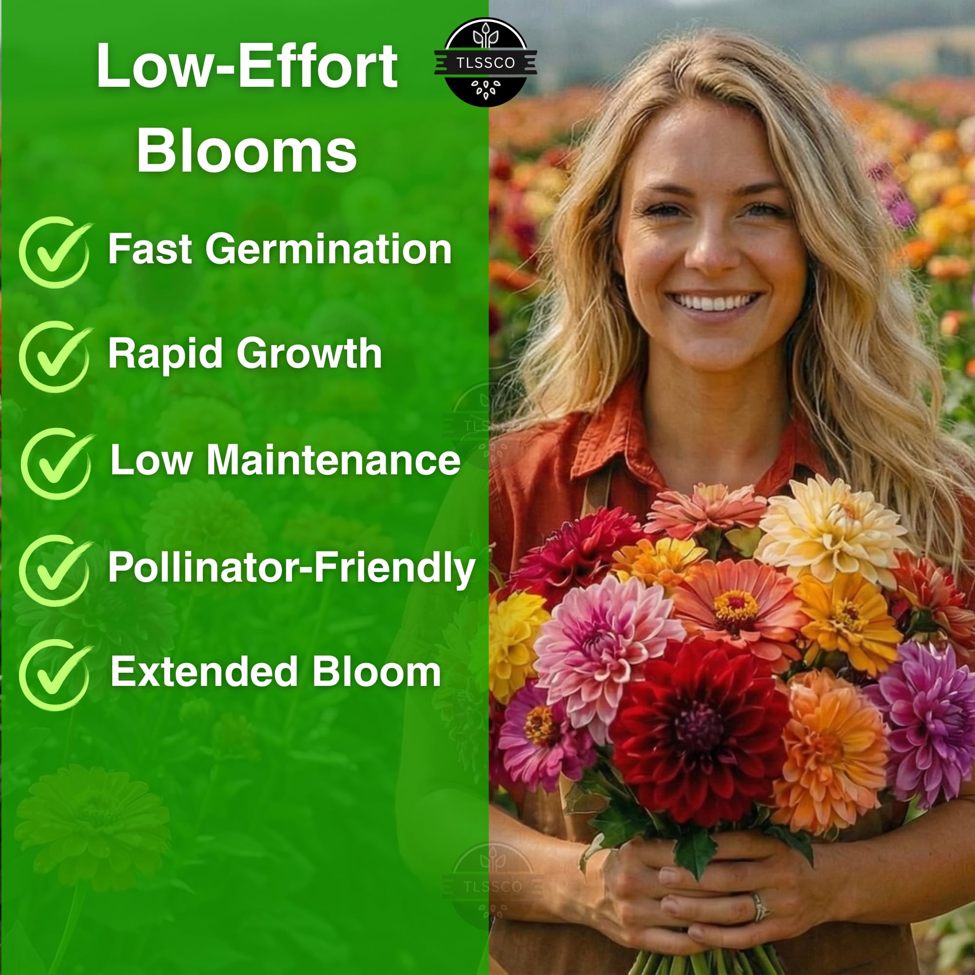 TLSSCO Zinnia Dahlia bloom closeup highlights double petals and vivid hues