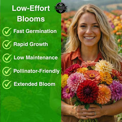 TLSSCO Zinnia Dahlia bloom closeup highlights double petals and vivid hues