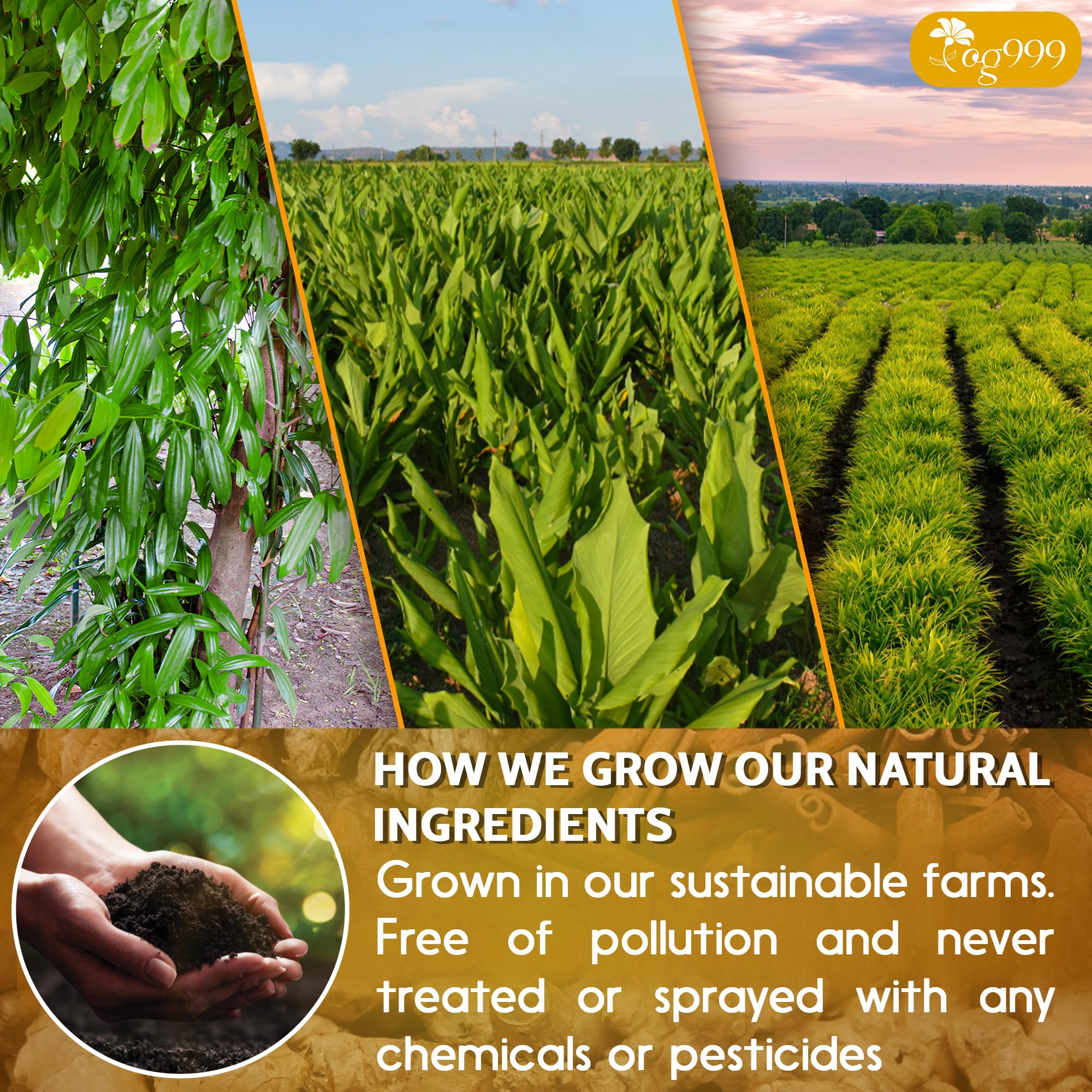 TOG999 fresh-dried turmeric ginger cinnamon showcase vibrant color and aroma
