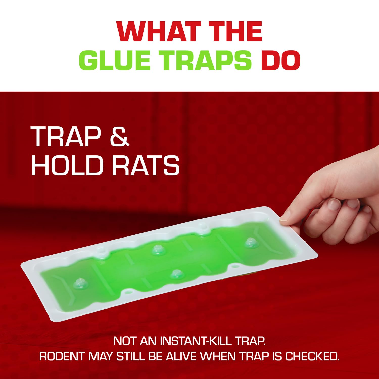 Tomcat Super Hold Glue Traps in basement corner suggest versatile pest control.