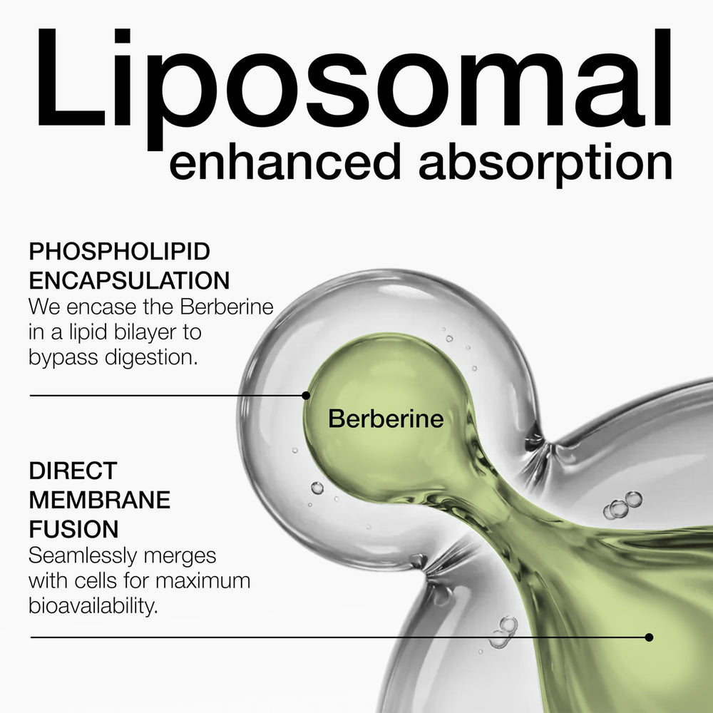 Toniiq Liposomal Berberine micro-encapsulation diagram suggests enhanced absorption