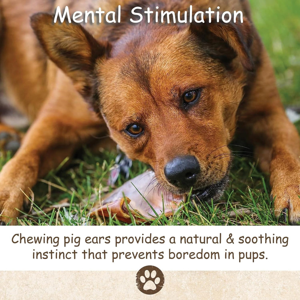 Top Dog Chews pig ears high-protein snack supporting daily energy.