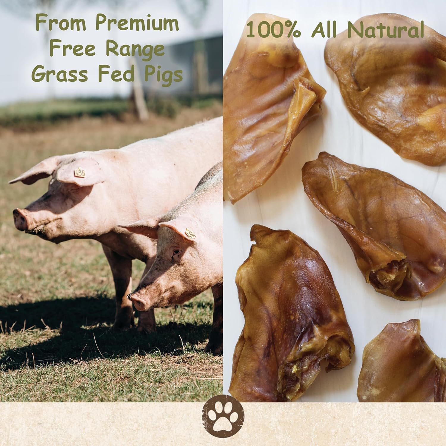 Top Dog Chews pig ears thick large piece for durable chewing sessions.
