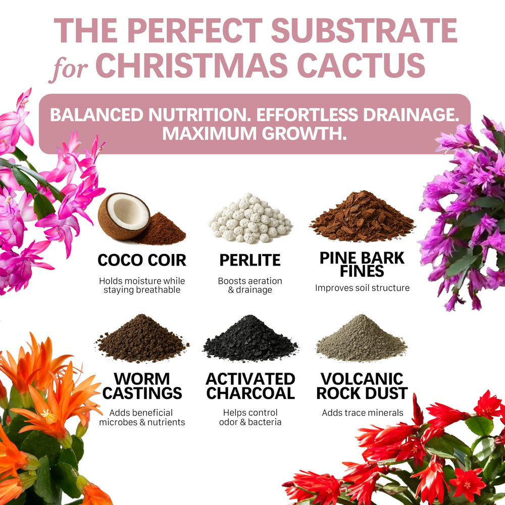 Top Tier Genetics soil close-up reveals airy texture with balanced drainage for Schlumbergera.