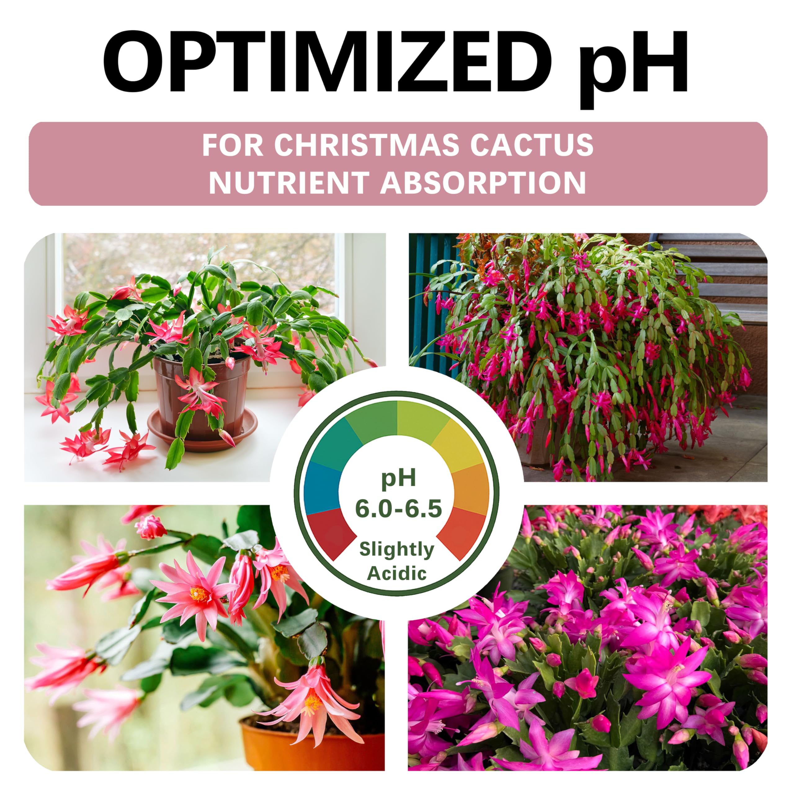Top Tier Genetics ready-to-use soil for Christmas Cactus, ideal for potting and blooms.