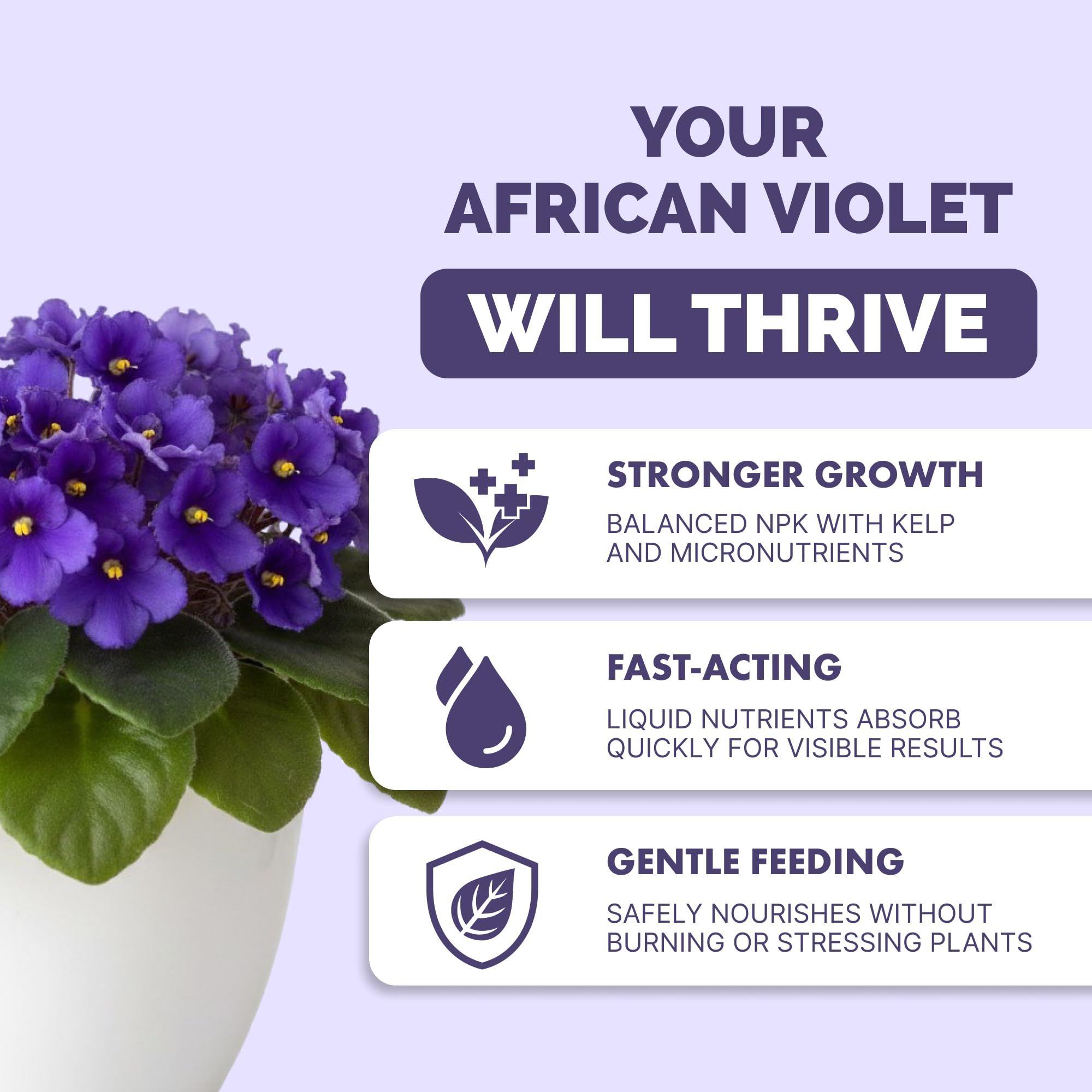 TPS NUTRIENTS African Violet Fertilizer bloom closeup shows vibrant color and fuller petals