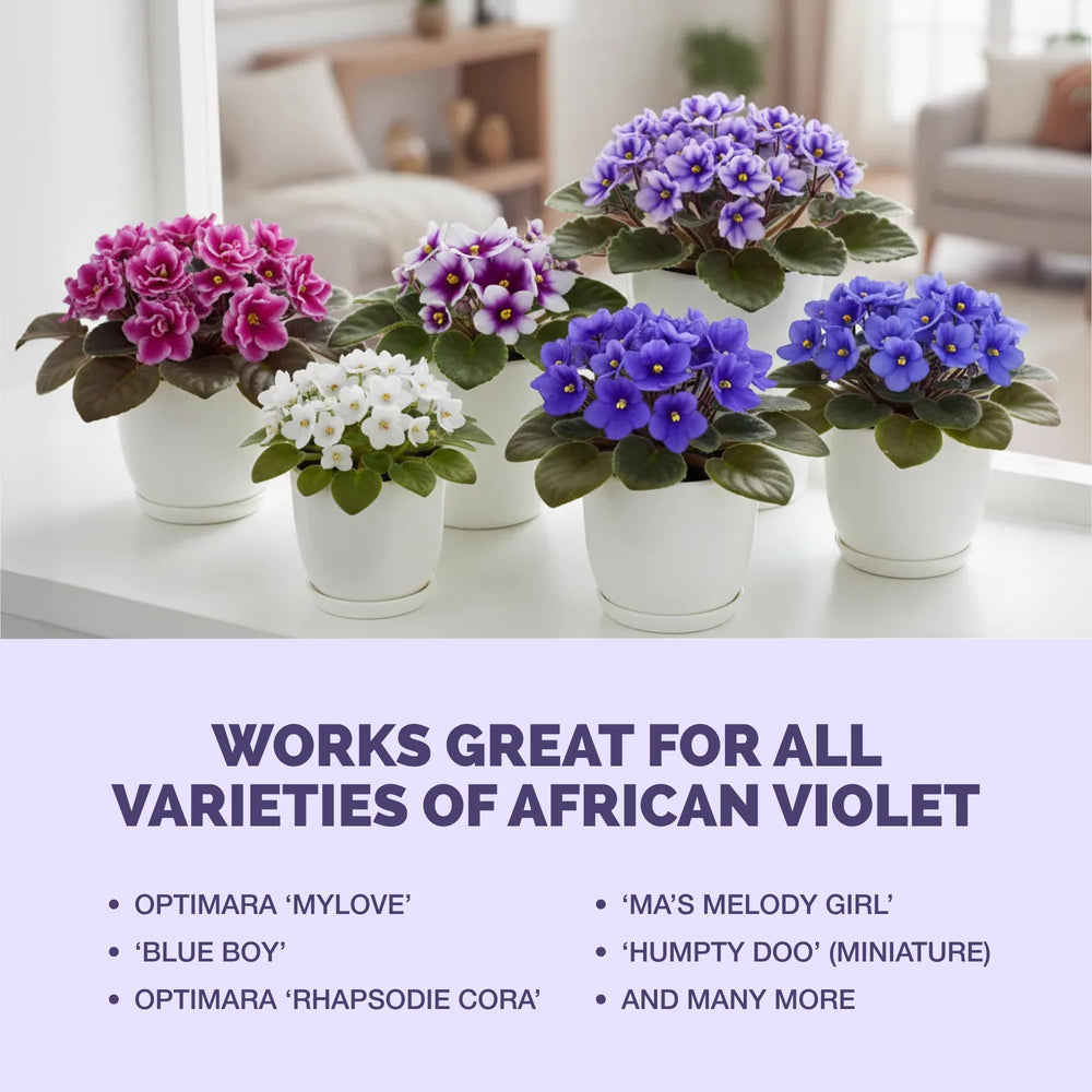 TPS NUTRIENTS African Violet Fertilizer easy dispense for convenient indoor feeding