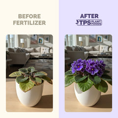 TPS NUTRIENTS African Violet Fertilizer leaves rich color for healthy indoor violet foliage