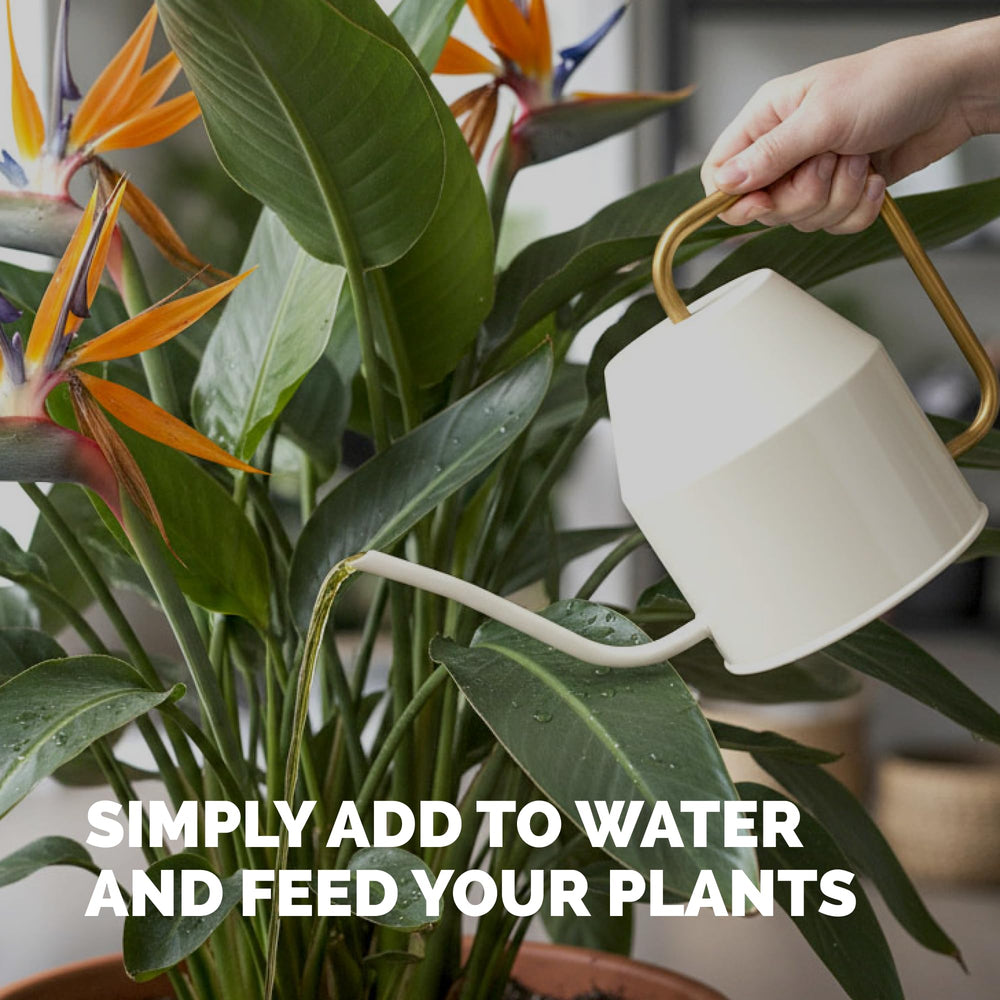TPS NUTRIENTS Bird of Paradise container plants in patio setting ready for feeding