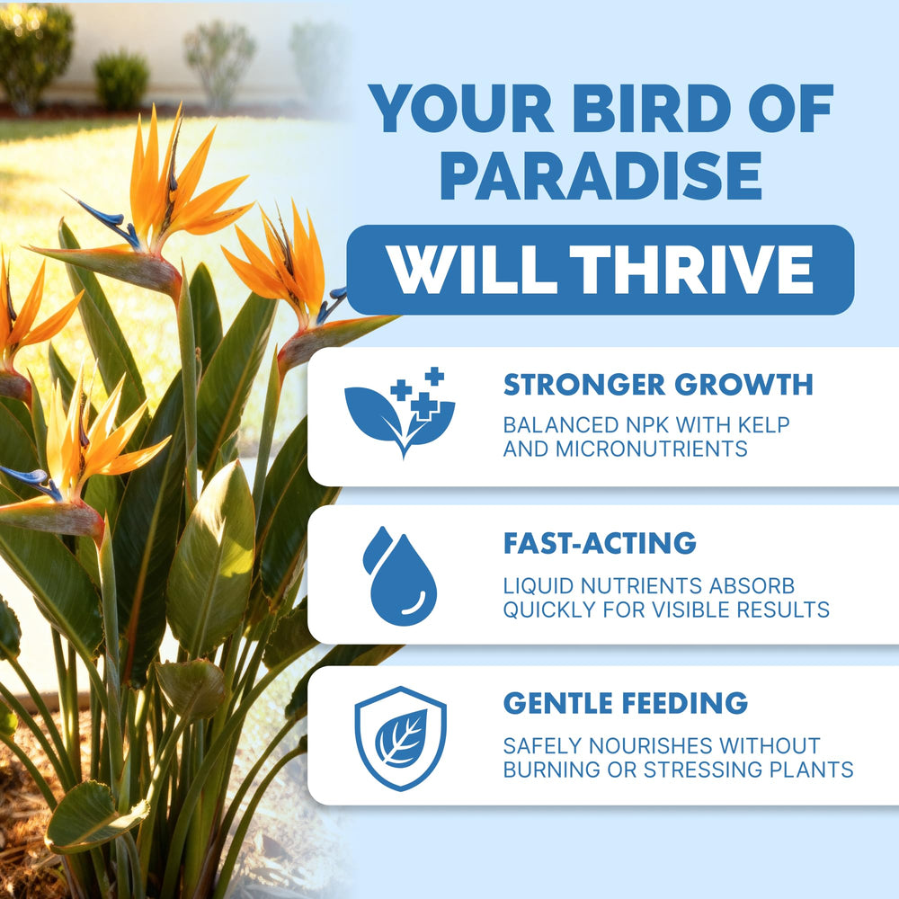 TPS NUTRIENTS Bird of Paradise leaves closeup highlights lush, healthy leaf development