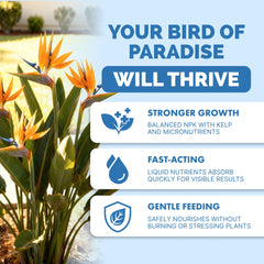 TPS NUTRIENTS Bird of Paradise leaves closeup highlights lush, healthy leaf development