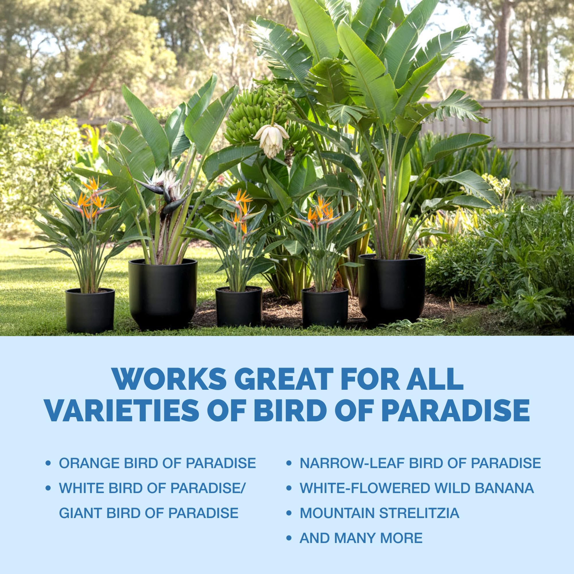TPS NUTRIENTS Bird of Paradise outdoor garden shot promotes healthier growth