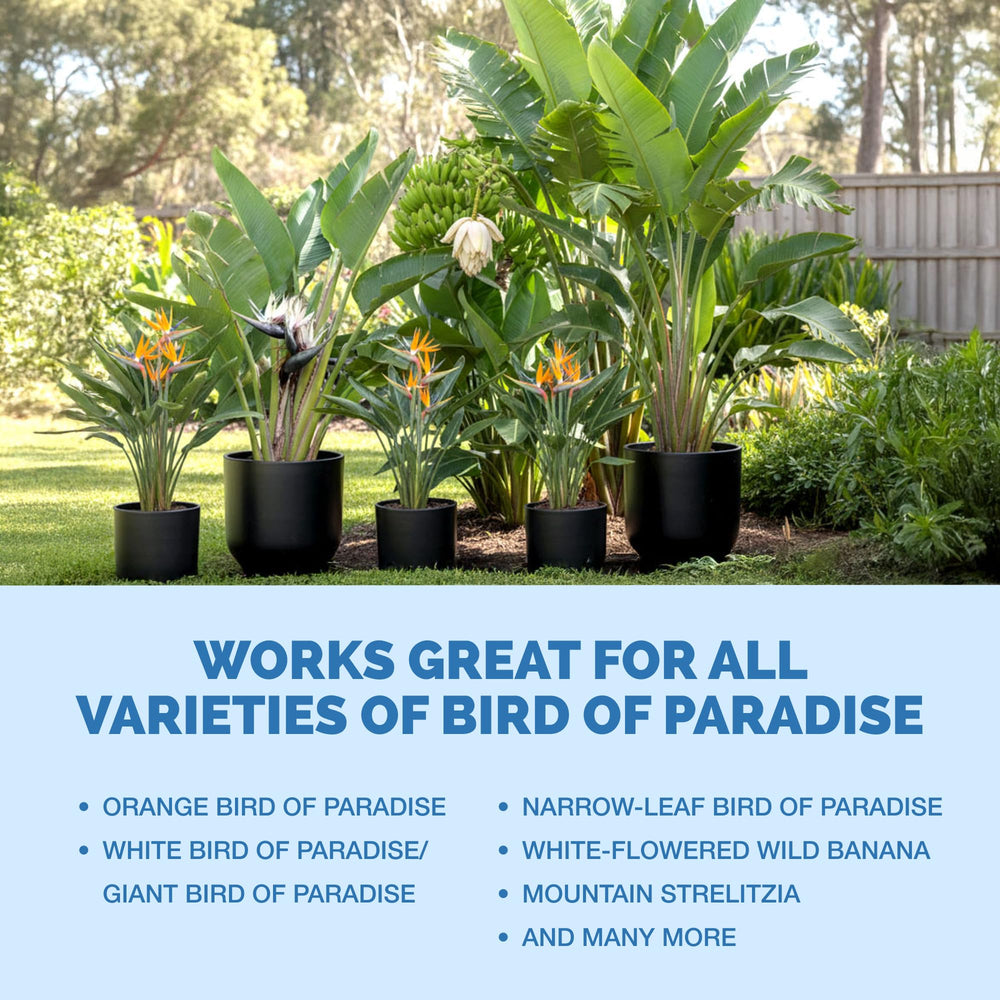 TPS NUTRIENTS Bird of Paradise outdoor garden shot promotes healthier growth