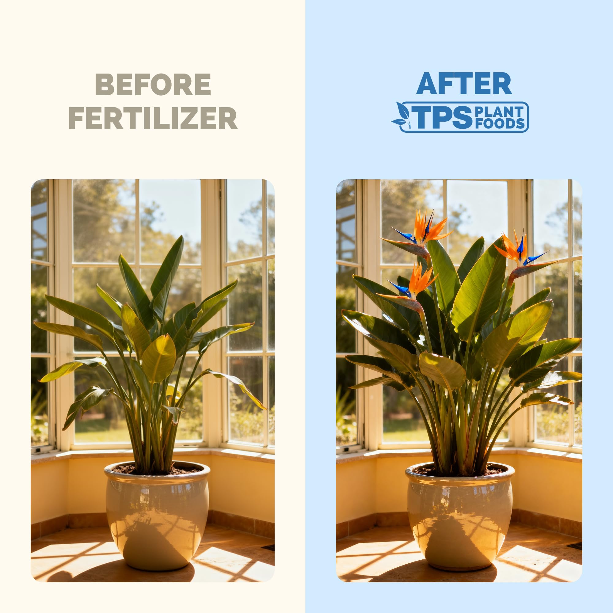 TPS NUTRIENTS Bird of Paradise root growth closeup demonstrates stronger root systems